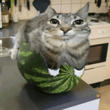 Watermelon_Cat52