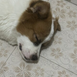 youmagongshengjunc