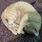 bùi thị linh meow