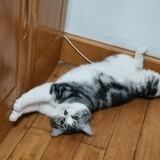 tangpingpingbianfufu