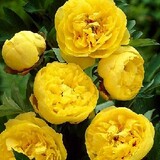 Peony Kuning