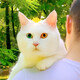creator avatar