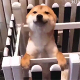 nihui___uangya