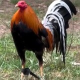 jepoy longasa