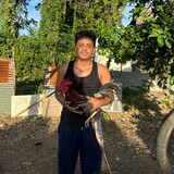 YB gamefowl