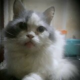 Hiro Abie