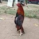 creator avatar