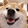 dogdogtsy