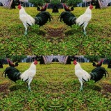 ARHANIA_GB