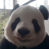 shenlul______
