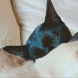 yingyinghei___