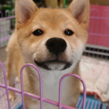 ____oubanao