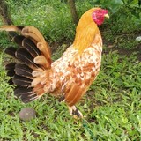 Anthony Fernandez Co