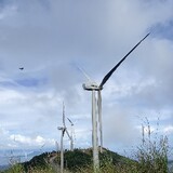 Aranzado
