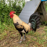 JBL EA GAMEYARD
