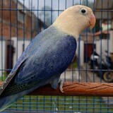 Hara Hari_0338