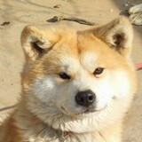 nijiushuoheibuheiba