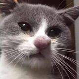 jixingpupilzhoudaren