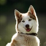 Zaldy Gayola Geneblazo