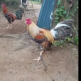 JDCBdomeBREEDS