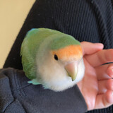 huhujiaoreovo