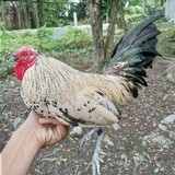 kjbantam