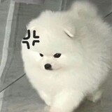 qingyanyanyanyan-_-