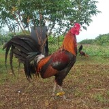 ByB Game Fowl