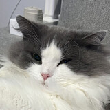 miaomiaoshi______i