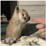 wenxiaomoya