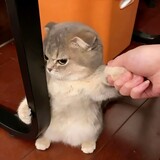 miaoyingch