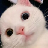 meiwei___baoao
