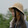 xiaoyudesenlin