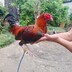 SimplengMagmamanok25