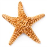 starfish_mc