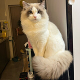 shushizhenliuのhuukou