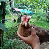 Khid Amaro Centino Akp