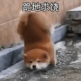 zhaocaimiaofacaiwang