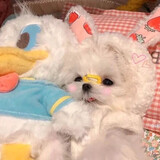 ____ianyoufanchilema