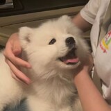 avyene_02