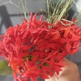 มิสเตอร์ ดอกเข็ม