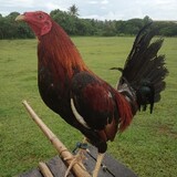 Christian Guban_7344