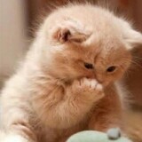 beibeimiao