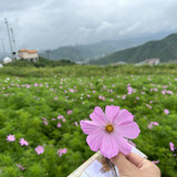 bulaike_____