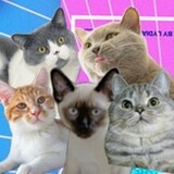 shizijunmeow