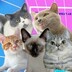 shizijunmeow