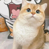 baozishizhimiaoi