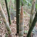 shihuipu-qianggege