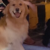 runzhio