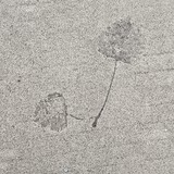 qingchenminglianghql